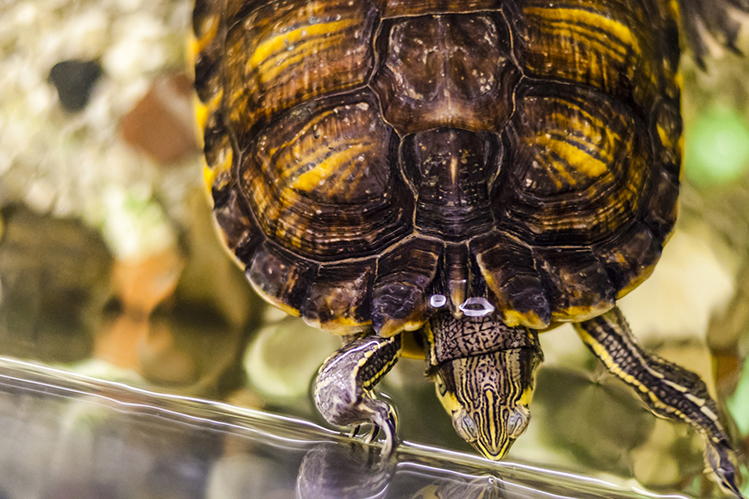 Как очистить воду в аквариуме черепахи?