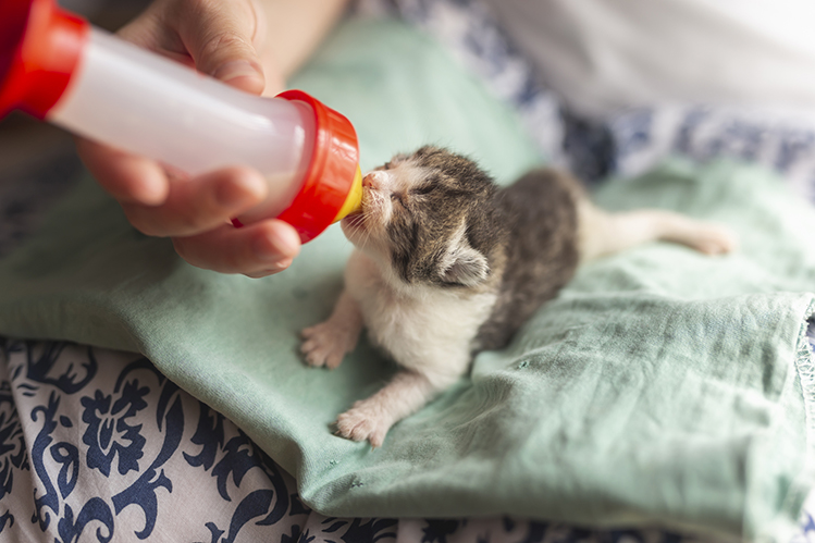 Как ухаживать за новорожденным котенком?