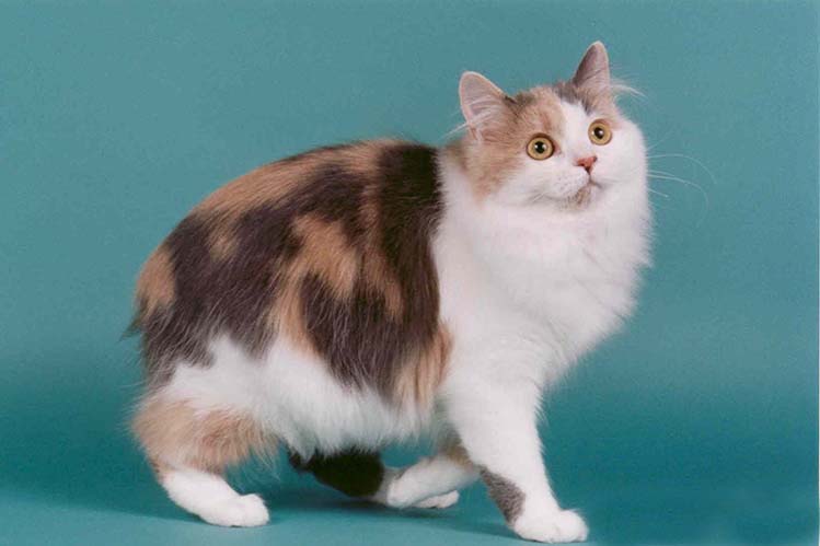 Кимрийская кошка