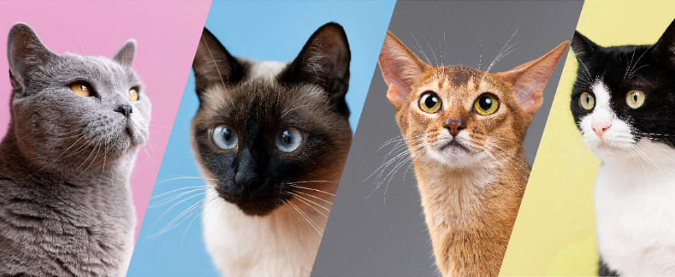 Породы кошек с фотографиями и названиями - Хвост Ньюс ✓️