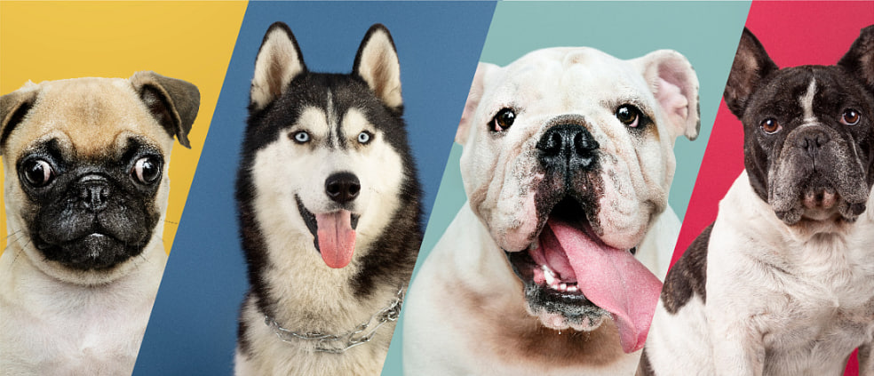 Породы собак с фотографиями и названиями - Хвост Ньюс ✓️