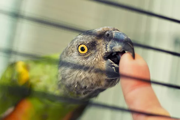 Как определить почему попугай стал кусаться