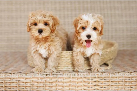 Почему метисов не признают как отдельные породы: 3 причины