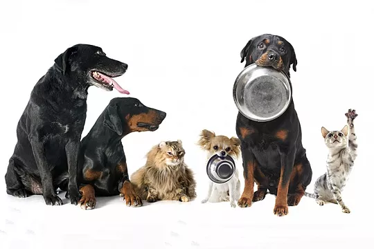 Как испортить пищевое поведение питомца