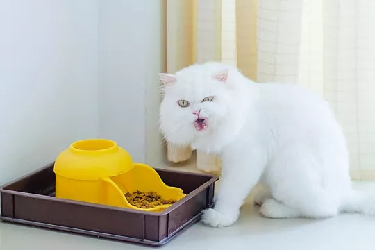 Почему кошка закапывает еду в миске?