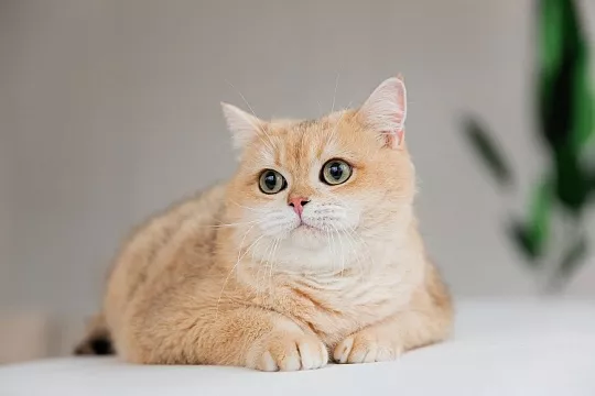 Пищевая аллергия и пищевая непереносимость у кошек: чем они отличаются и что с ними делать