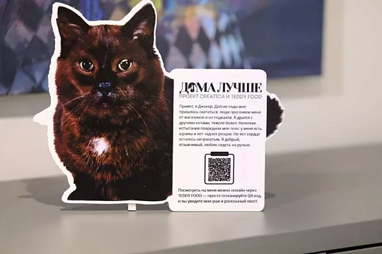 TEDDY FOOD и мебельный магазин CREATICA запустили совместную акцию помощи бездомным питомцам