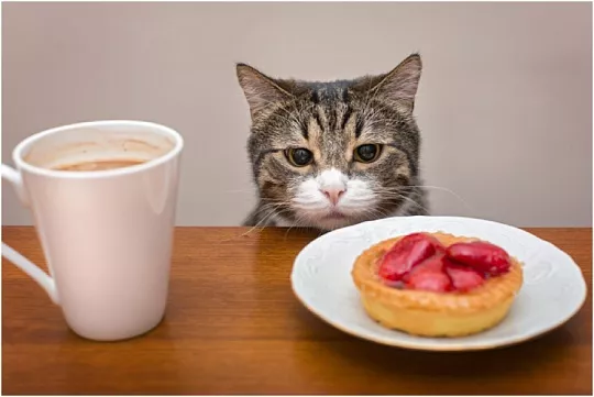 Можно ли кошкам сладкое