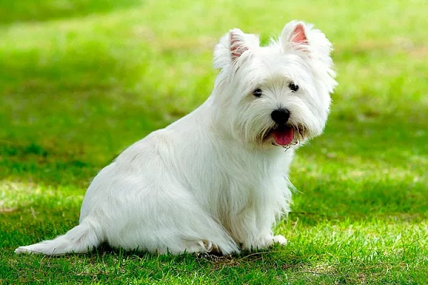 Вест-хайленд-уайт-терьер