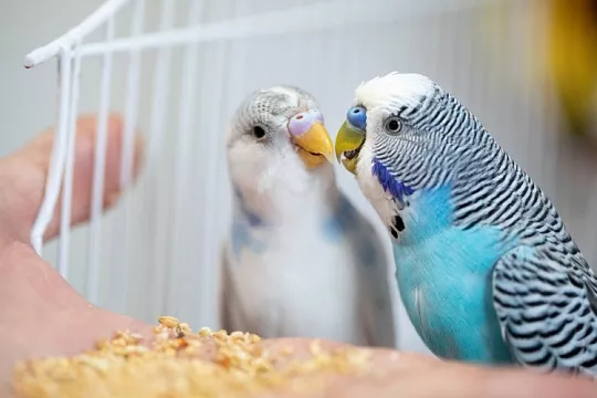 Наполнитель для попугаев: зачем он нужен и какой лучше выбрать