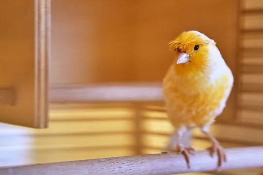 Как научить канарейку петь