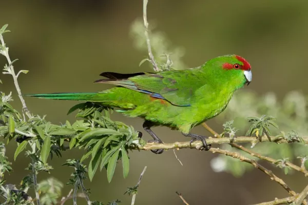 Попугай какарик