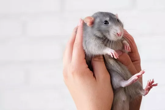 У крыс нашли эпизодическую память 