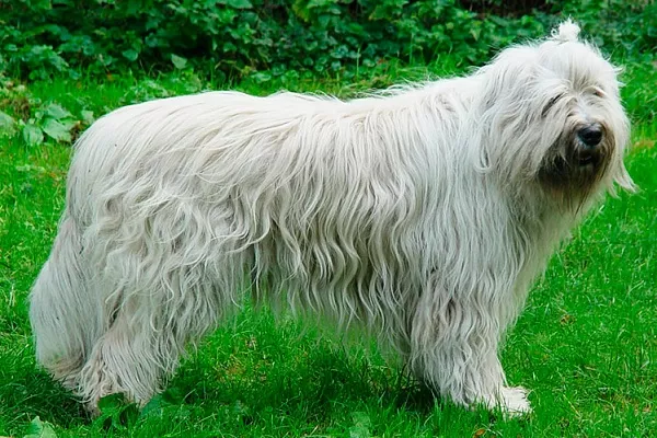 Южнорусская овчарка