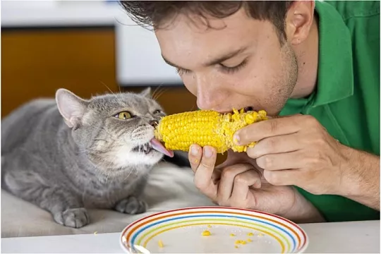 Могут ли кошки быть вегетарианцами