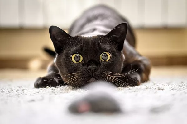 10 самых популярных мифов о кошках