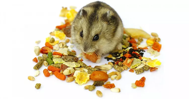 Чем кормить хомячков?
