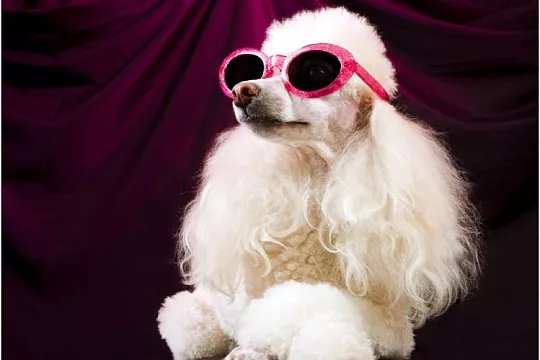 Самые дорогие собаки в мире