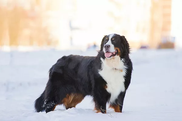 Швейцарский зенненхунд