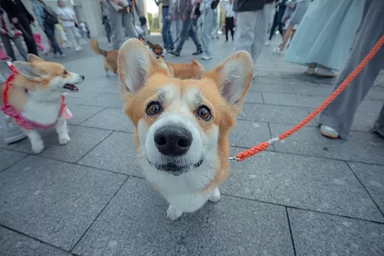 На ВДНХ прошел парад корги