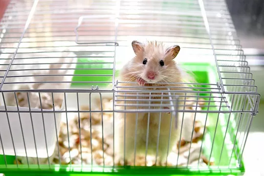 Можно ли хомякам давать вату? Можно ли хомякам давать вату?