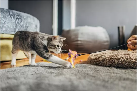 Сколько нужно играть с кошкой 