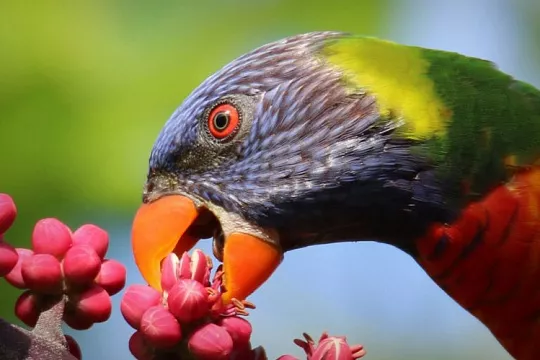 Лори: чем кормить