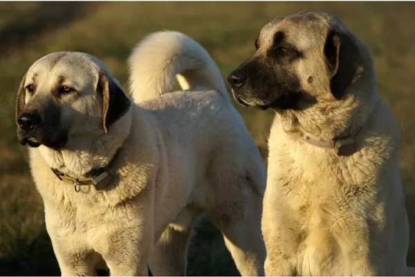 Гампр (армянский волкодав) 