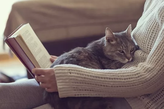 Кошки положительно влияют на здоровье человека: исследование