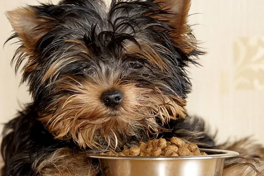 Кормление миниатюрных собак