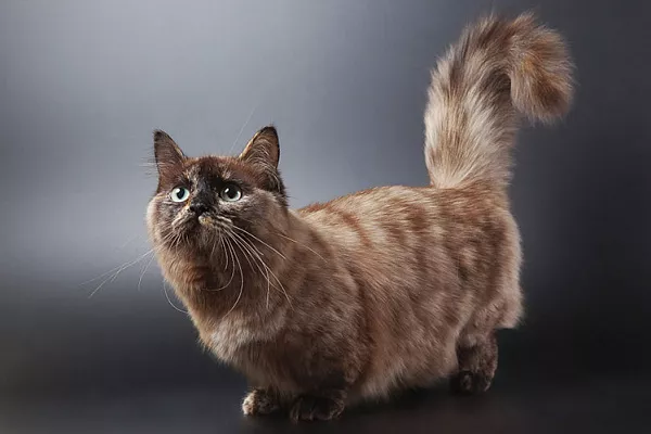 манчкин кошка длинношерстная фото