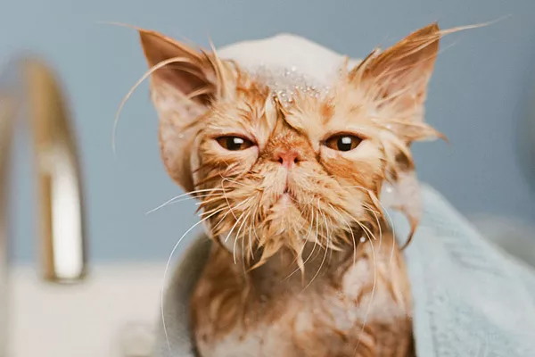 Нужно ли мыть кошек?