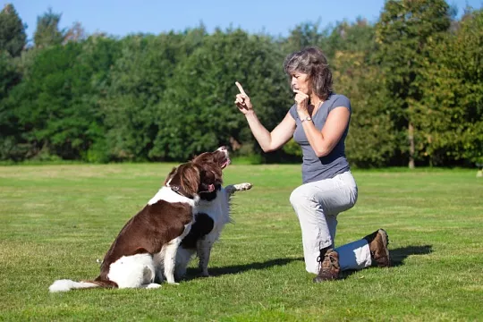 Вреден ли ультразвуковой свисток для собак