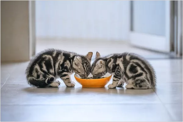 Можно ли кормить котенка сухим и влажным кормом