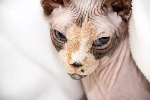 Обижаются ли кошки?