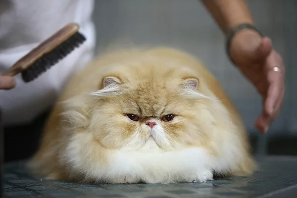 Безоар у кошек