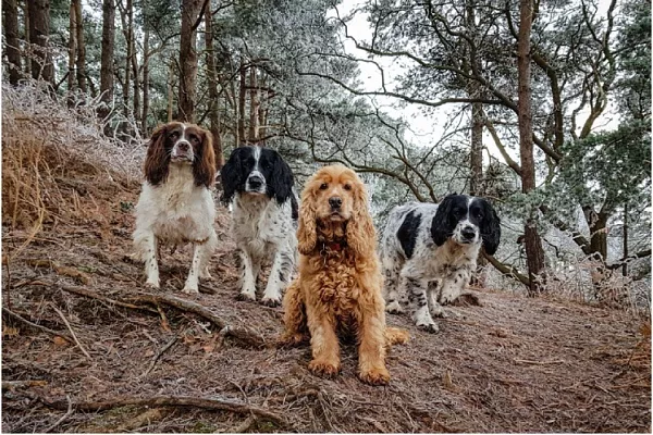 Спаниели: разновидности и особенности