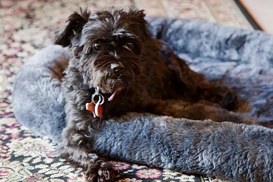 Лежанка для собаки: зачем она?