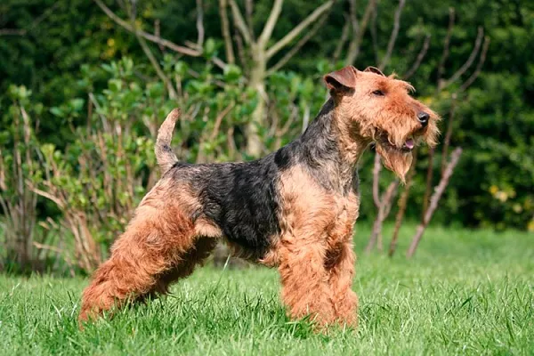 Вельштерьер