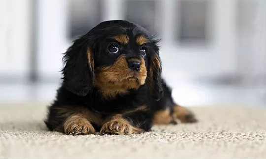 Собака не ест сухой корм: что не так с кормом или собакой