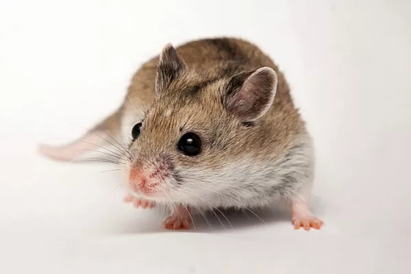 Китайский хомяк