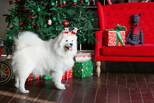 Белые породы собак