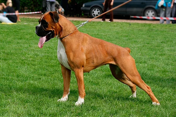 немецкий боксер собака характеристика породы