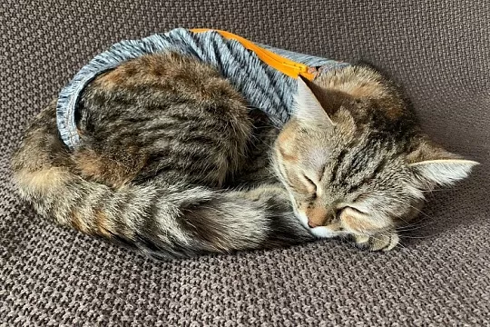 Сколько кошка отходит после стерилизации. Личный дневник