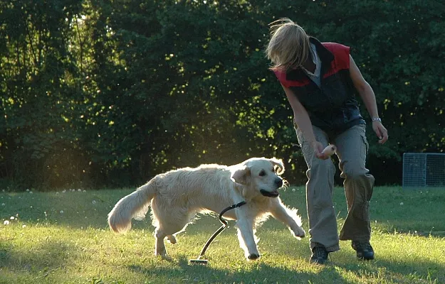 Что такое воспитание собаки и чем оно отличается от дрессировки