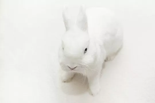 Гермелин - декоративный кролик