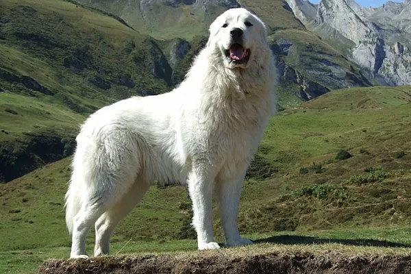 Горная пиренейская собака