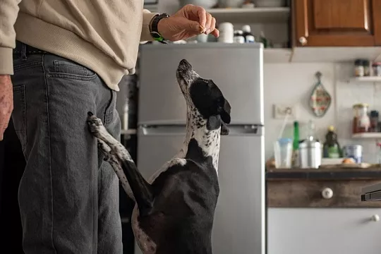 Собака не выбирает «своим человеком» того, кто ее кормит