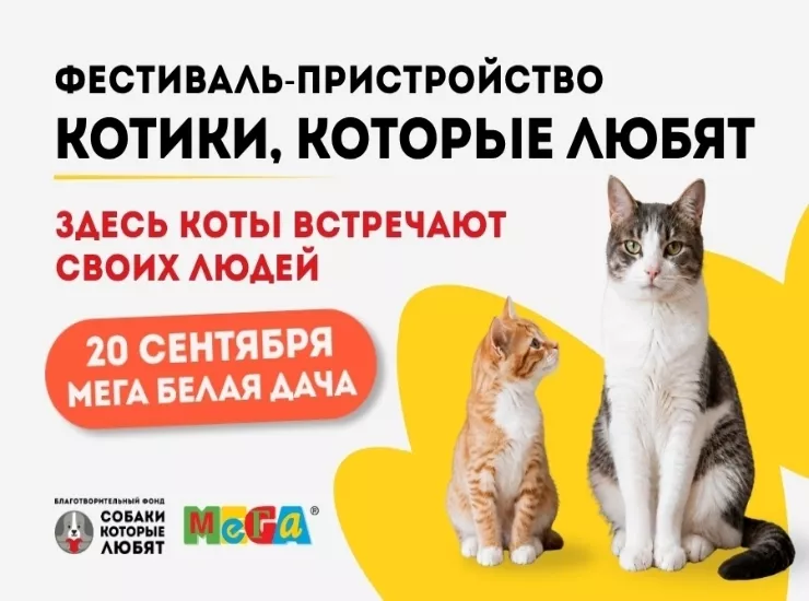 «Котики, которые любят»