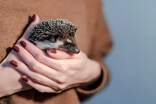 Стоит ли заводить экзотических питомцев?